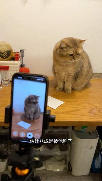 流浪猫碰瓷保时捷车主,被驱赶多次都不肯走,结果…傍富婆的代价也太大了呜呜(组图) - 24