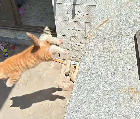 流浪猫碰瓷保时捷车主,被驱赶多次都不肯走,结果…傍富婆的代价也太大了呜呜(组图) - 6