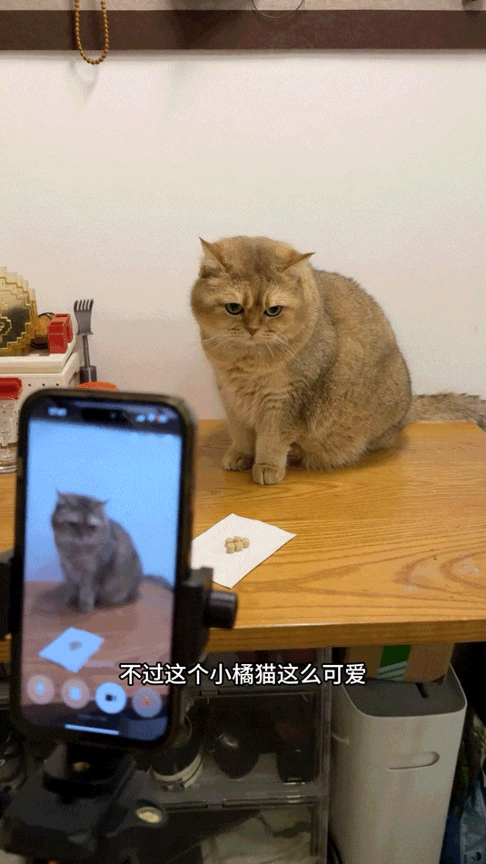 流浪猫碰瓷保时捷车主,被驱赶多次都不肯走,结果…傍富婆的代价也太大了呜呜(组图) - 20
