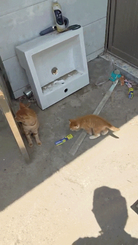 流浪猫碰瓷保时捷车主,被驱赶多次都不肯走,结果…傍富婆的代价也太大了呜呜(组图) - 3