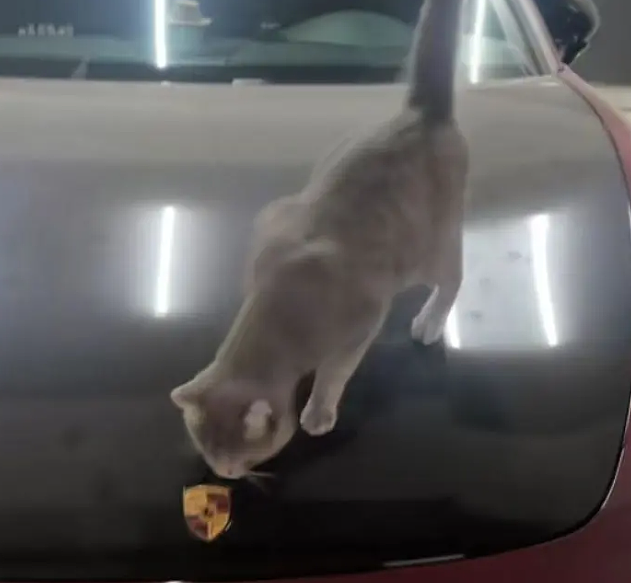 流浪猫碰瓷保时捷车主,被驱赶多次都不肯走,结果…傍富婆的代价也太大了呜呜(组图) - 11