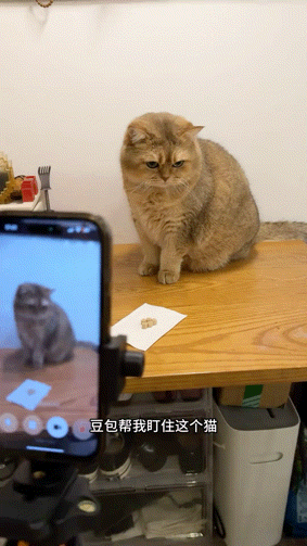 流浪猫碰瓷保时捷车主,被驱赶多次都不肯走,结果…傍富婆的代价也太大了呜呜(组图) - 19