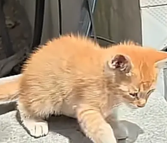 流浪猫碰瓷保时捷车主,被驱赶多次都不肯走,结果…傍富婆的代价也太大了呜呜(组图) - 5