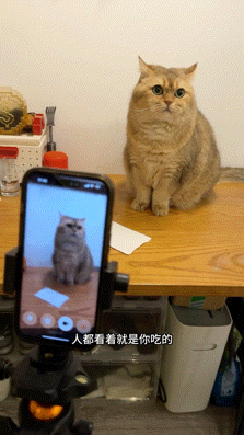 流浪猫碰瓷保时捷车主,被驱赶多次都不肯走,结果…傍富婆的代价也太大了呜呜(组图) - 25