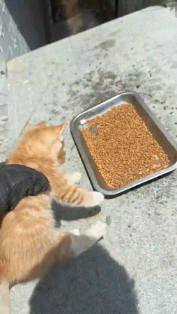 流浪猫碰瓷保时捷车主,被驱赶多次都不肯走,结果…傍富婆的代价也太大了呜呜(组图) - 2