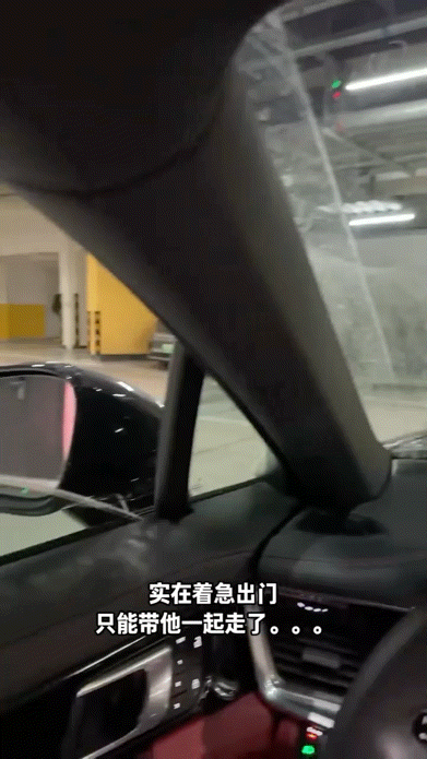 流浪猫碰瓷保时捷车主,被驱赶多次都不肯走,结果…傍富婆的代价也太大了呜呜(组图) - 12