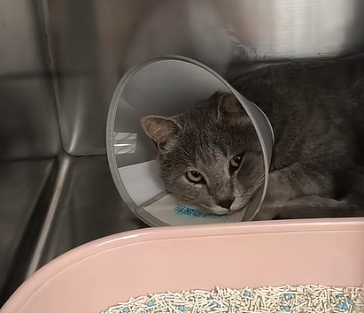 流浪猫碰瓷保时捷车主,被驱赶多次都不肯走,结果…傍富婆的代价也太大了呜呜(组图) - 15