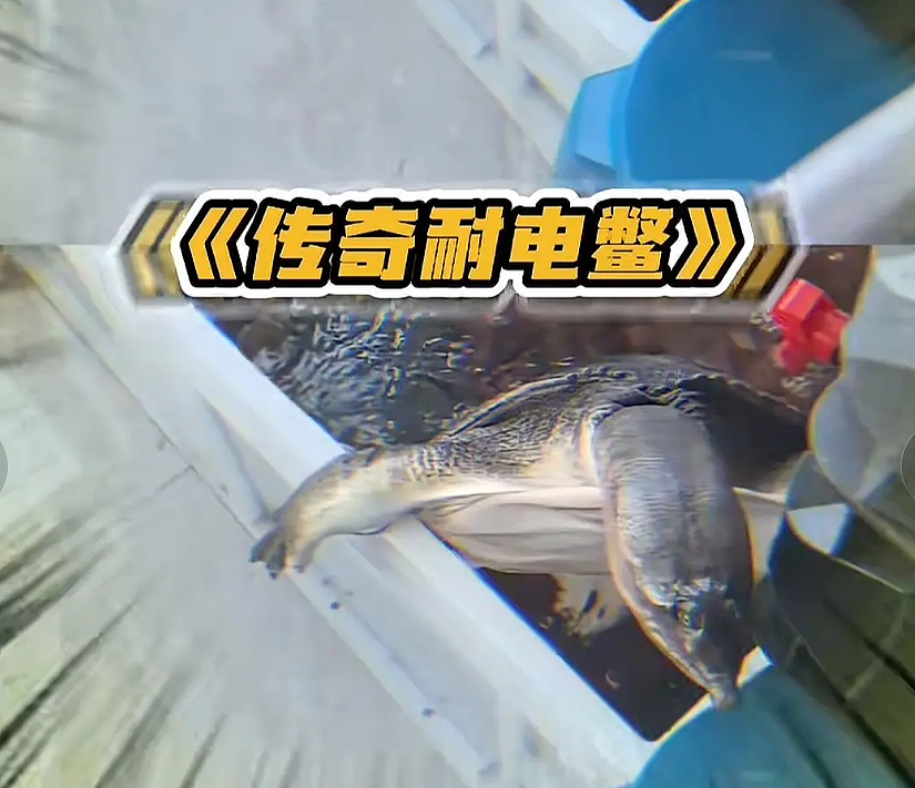 流浪猫碰瓷保时捷车主,被驱赶多次都不肯走,结果…傍富婆的代价也太大了呜呜(组图) - 7