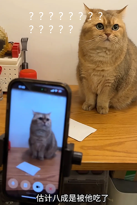 流浪猫碰瓷保时捷车主,被驱赶多次都不肯走,结果…傍富婆的代价也太大了呜呜(组图) - 26