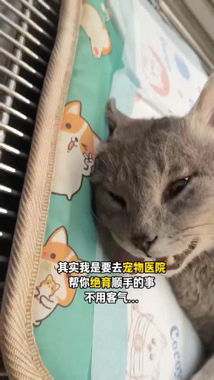 流浪猫碰瓷保时捷车主,被驱赶多次都不肯走,结果…傍富婆的代价也太大了呜呜(组图) - 14
