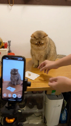 流浪猫碰瓷保时捷车主,被驱赶多次都不肯走,结果…傍富婆的代价也太大了呜呜(组图) - 23