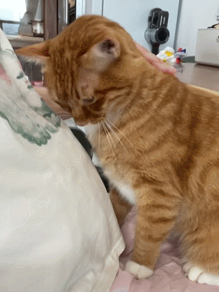 【宠物】你再说一遍,医生正在抢救猫咪的什么?!围观网友笑喷:医生你一定要救活它哇! - 10