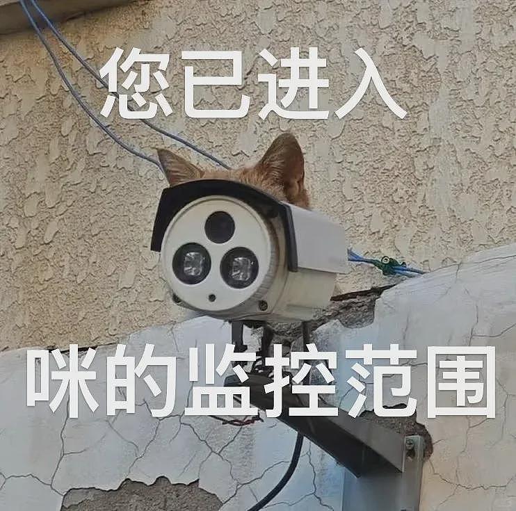【宠物】你再说一遍,医生正在抢救猫咪的什么?!围观网友笑喷:医生你一定要救活它哇! - 14