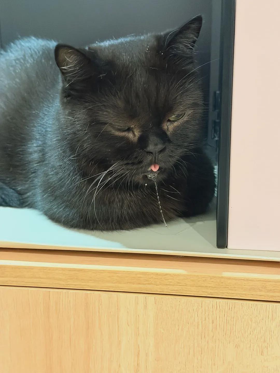 【宠物】你再说一遍,医生正在抢救猫咪的什么?!围观网友笑喷:医生你一定要救活它哇! - 28