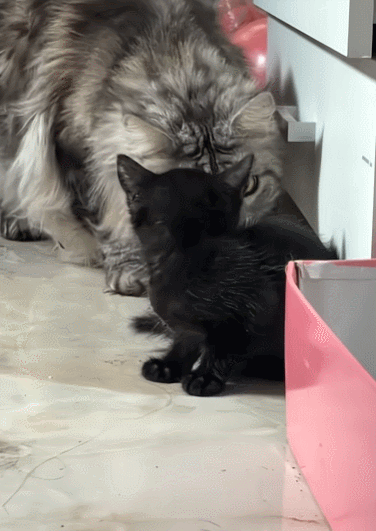 【宠物】你再说一遍,医生正在抢救猫咪的什么?!围观网友笑喷:医生你一定要救活它哇! - 5