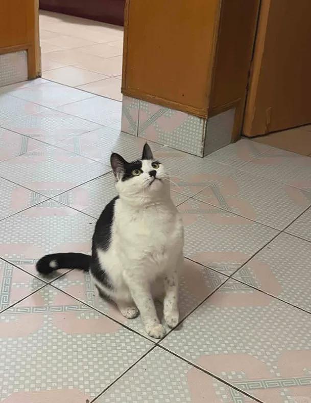 【宠物】你再说一遍,医生正在抢救猫咪的什么?!围观网友笑喷:医生你一定要救活它哇! - 9