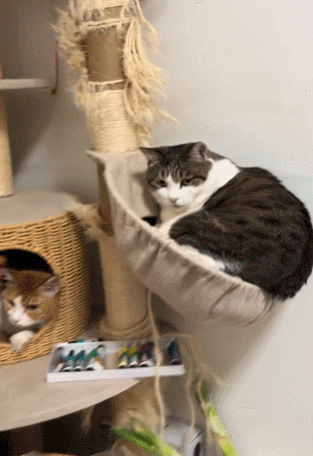 【宠物】你再说一遍,医生正在抢救猫咪的什么?!围观网友笑喷:医生你一定要救活它哇! - 25