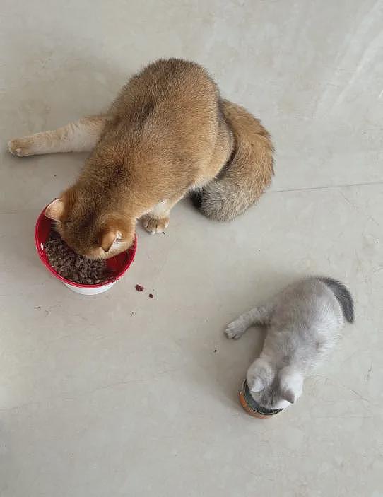 【宠物】你再说一遍,医生正在抢救猫咪的什么?!围观网友笑喷:医生你一定要救活它哇! - 12