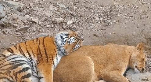 【宠物】你再说一遍,医生正在抢救猫咪的什么?!围观网友笑喷:医生你一定要救活它哇! - 6