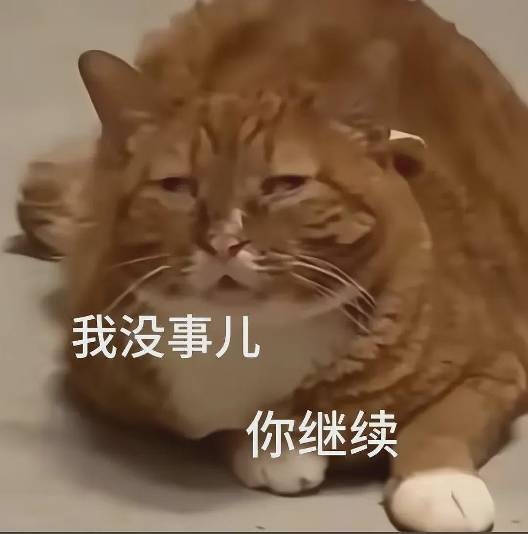【宠物】你再说一遍,医生正在抢救猫咪的什么?!围观网友笑喷:医生你一定要救活它哇! - 1