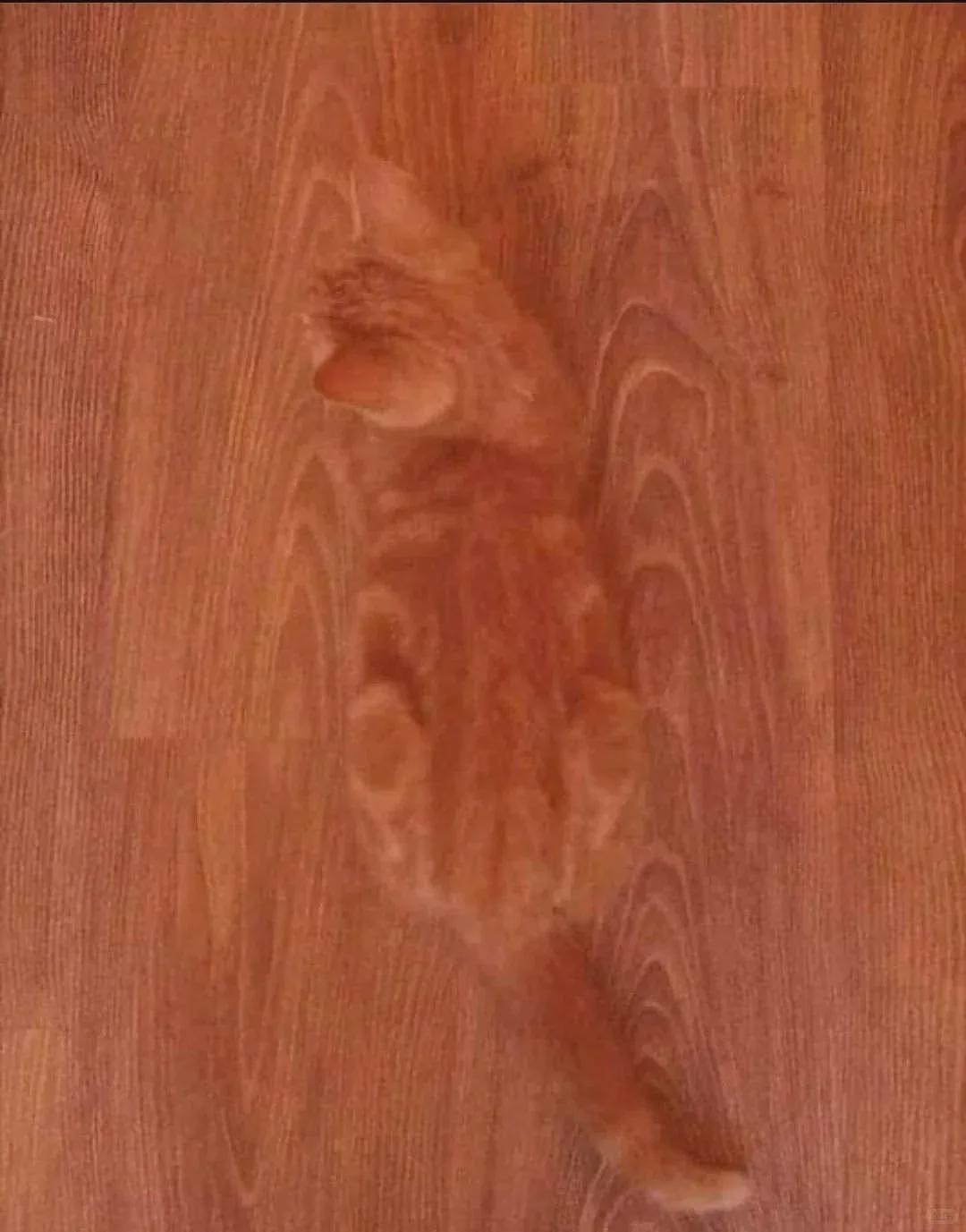 【宠物】你再说一遍,医生正在抢救猫咪的什么?!围观网友笑喷:医生你一定要救活它哇! - 24