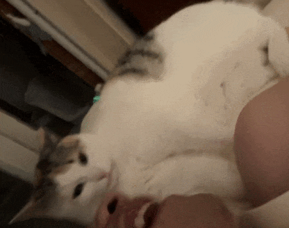 【宠物】你再说一遍,医生正在抢救猫咪的什么?!围观网友笑喷:医生你一定要救活它哇! - 21