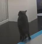 【宠物】你再说一遍,医生正在抢救猫咪的什么?!围观网友笑喷:医生你一定要救活它哇! - 20