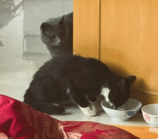 【宠物】你再说一遍,医生正在抢救猫咪的什么?!围观网友笑喷:医生你一定要救活它哇! - 23