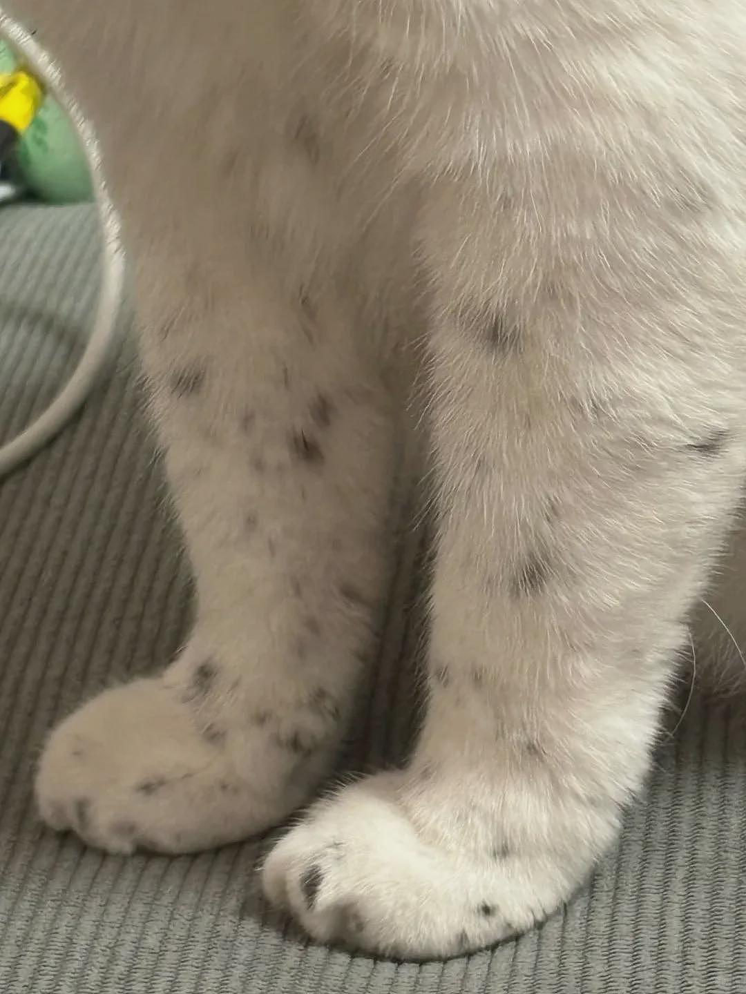 【宠物】你再说一遍,医生正在抢救猫咪的什么?!围观网友笑喷:医生你一定要救活它哇! - 7