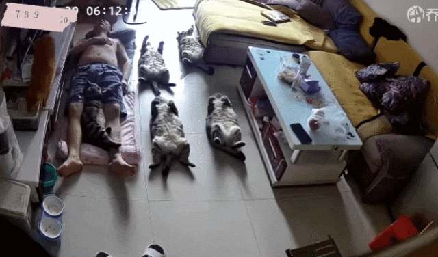 【宠物】你再说一遍,医生正在抢救猫咪的什么?!围观网友笑喷:医生你一定要救活它哇! - 15