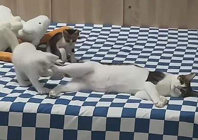 【宠物】你再说一遍,医生正在抢救猫咪的什么?!围观网友笑喷:医生你一定要救活它哇! - 17