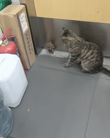 【宠物】你再说一遍,医生正在抢救猫咪的什么?!围观网友笑喷:医生你一定要救活它哇! - 27