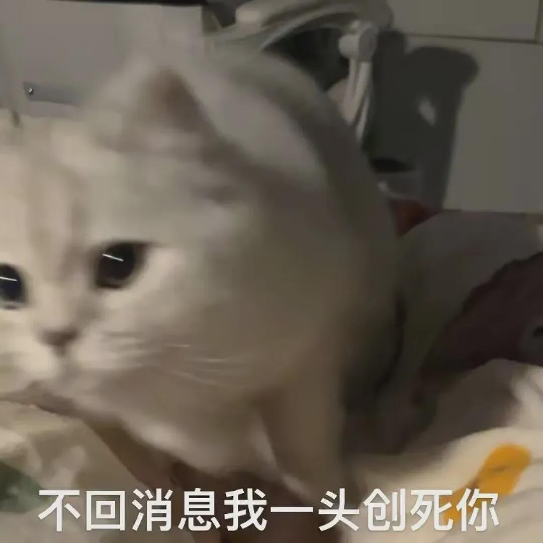 【宠物】你再说一遍,医生正在抢救猫咪的什么?!围观网友笑喷:医生你一定要救活它哇! - 31