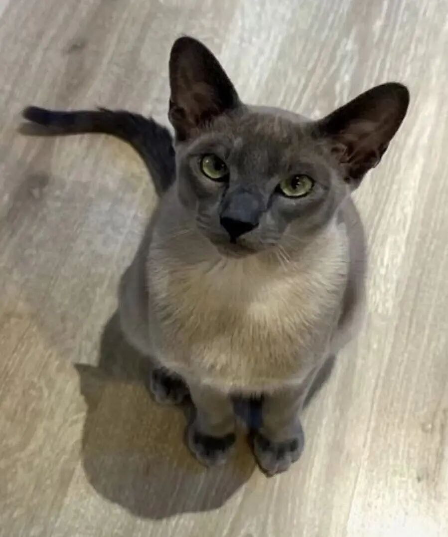 【宠物】小猫喜欢偷邻居们的内衣...主人前脚刚道歉拿去归还，小猫后脚又偷回来....宠猫邻居：怎么今天还没偷到我家啊？（组图） - 1