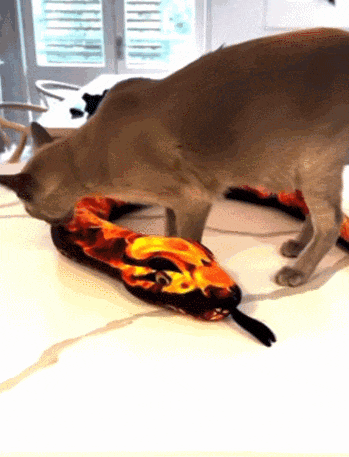 【宠物】小猫喜欢偷邻居们的内衣...主人前脚刚道歉拿去归还，小猫后脚又偷回来....宠猫邻居：怎么今天还没偷到我家啊？（组图） - 10