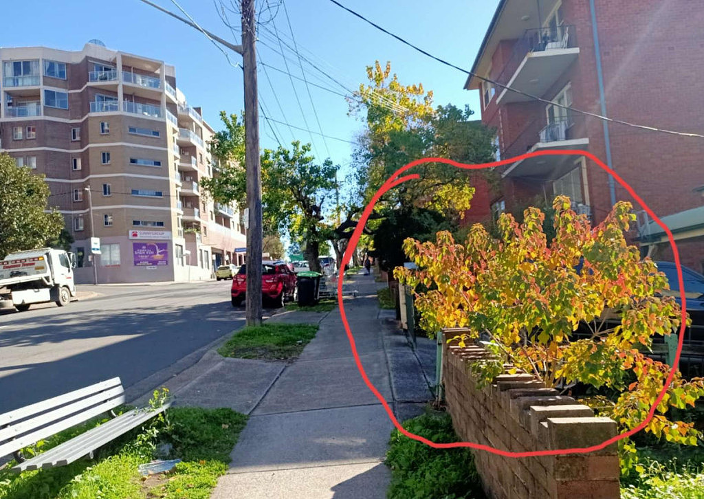好事围繁华路段藏着“美丽魔鬼”:剧毒落叶伤人、树根毁路,王斌议员呼吁居民自查 - 1
