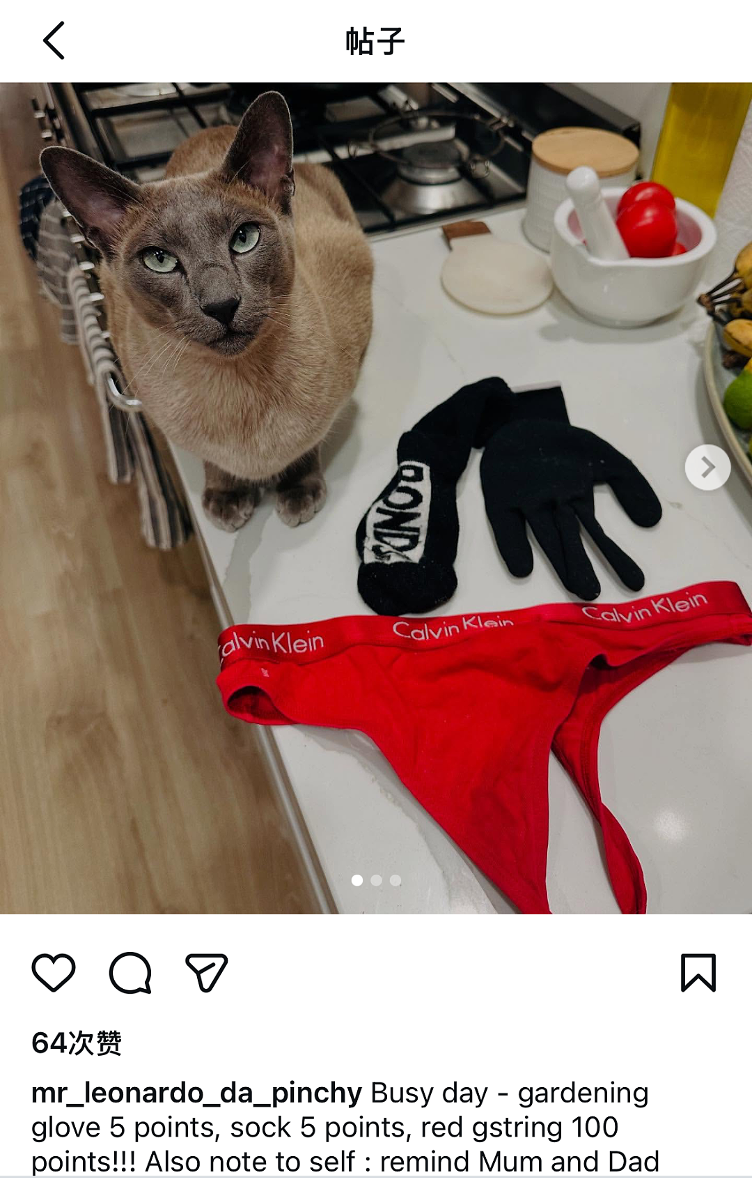 【宠物】小猫喜欢偷邻居们的内衣...主人前脚刚道歉拿去归还，小猫后脚又偷回来....宠猫邻居：怎么今天还没偷到我家啊？（组图） - 12