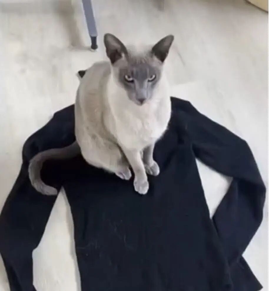 【宠物】小猫喜欢偷邻居们的内衣...主人前脚刚道歉拿去归还，小猫后脚又偷回来....宠猫邻居：怎么今天还没偷到我家啊？（组图） - 9
