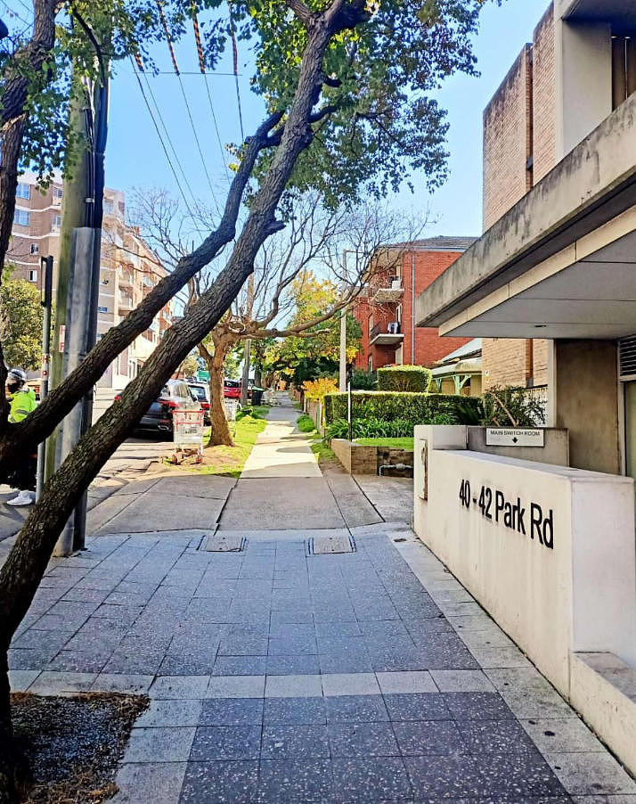好事围繁华路段藏着“美丽魔鬼”:剧毒落叶伤人、树根毁路,王斌议员呼吁居民自查 - 3
