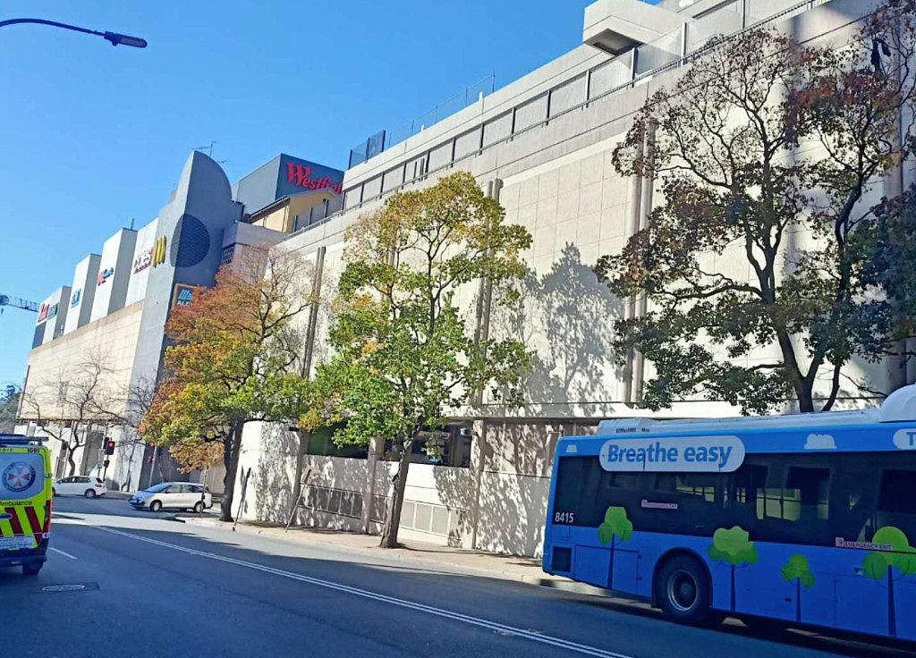 好事围繁华路段藏着“美丽魔鬼”:剧毒落叶伤人、树根毁路,王斌议员呼吁居民自查 - 5
