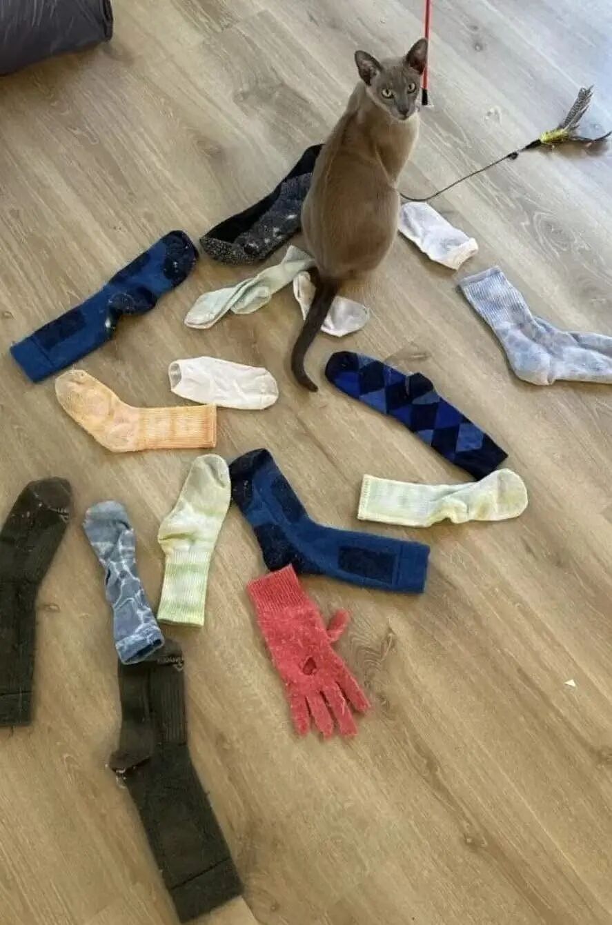 【宠物】小猫喜欢偷邻居们的内衣...主人前脚刚道歉拿去归还，小猫后脚又偷回来....宠猫邻居：怎么今天还没偷到我家啊？（组图） - 6