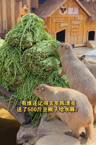 【宠物】河南动物园被捐了2000斤豆角,卡皮巴拉吃完倒沫子,拉屎都是绿的,网友神评笑死人哈哈哈哈(组图) - 1