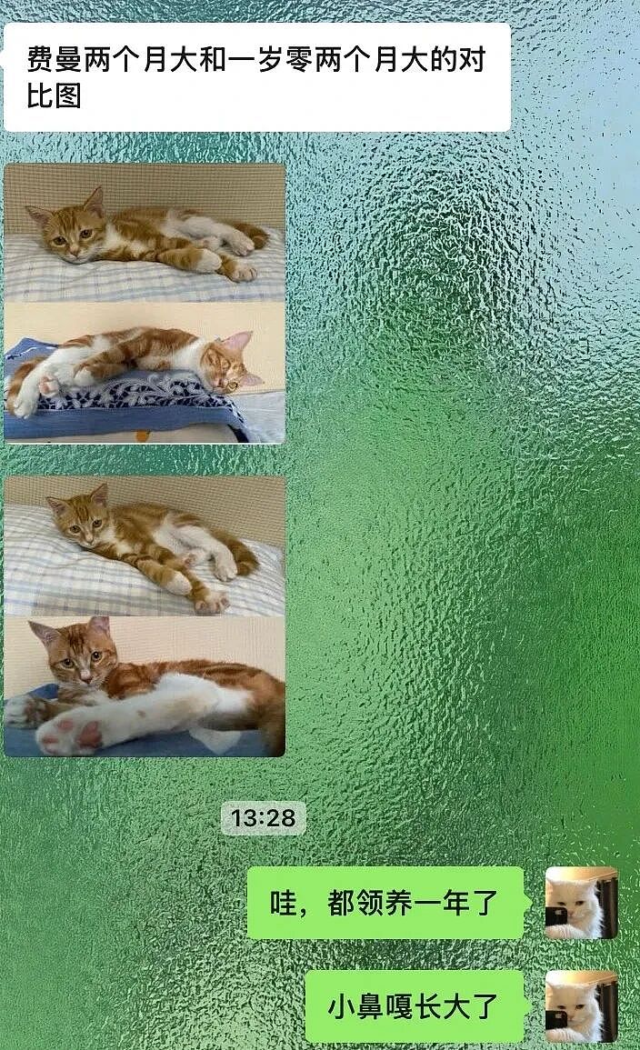 【宠物】妹子把小猫送养给小哥后,多次微信问他情况都没回复,直到一年半后收到这张图...网友:确定是同一只吗?!(组图) - 5
