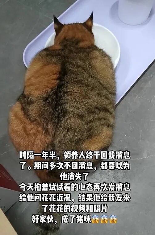 【宠物】妹子把小猫送养给小哥后,多次微信问他情况都没回复,直到一年半后收到这张图...网友:确定是同一只吗?!(组图) - 11