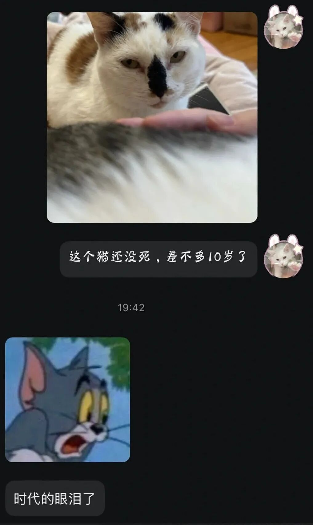 【宠物】妹子把小猫送养给小哥后,多次微信问他情况都没回复,直到一年半后收到这张图...网友:确定是同一只吗?!(组图) - 9