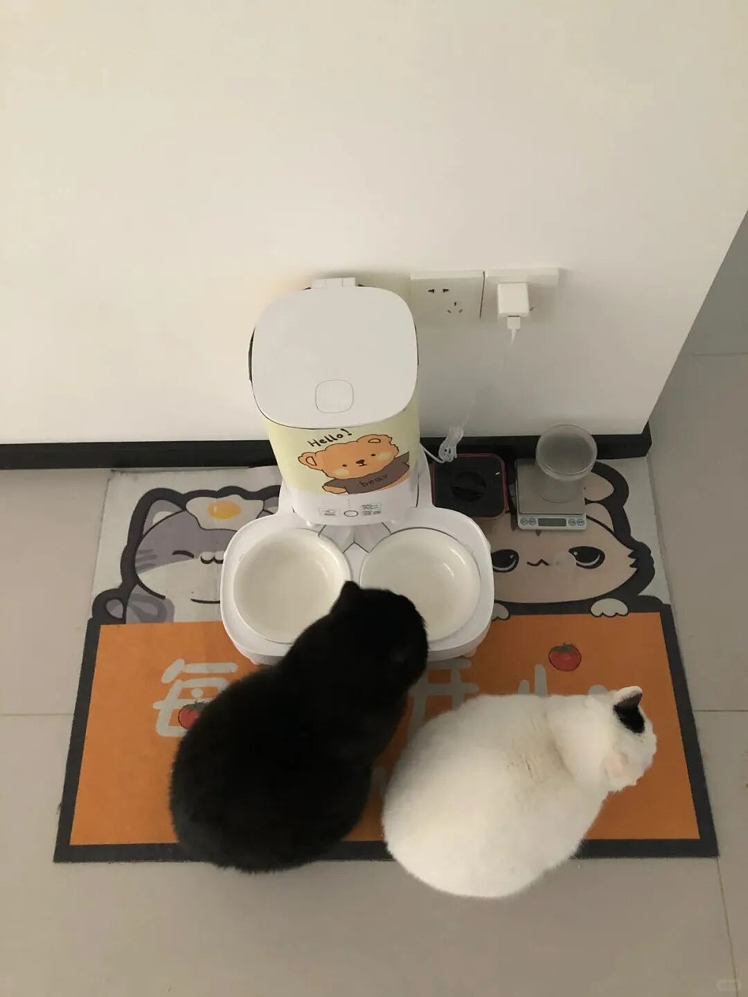 【宠物】妹子把小猫送养给小哥后,多次微信问他情况都没回复,直到一年半后收到这张图...网友:确定是同一只吗?!(组图) - 18
