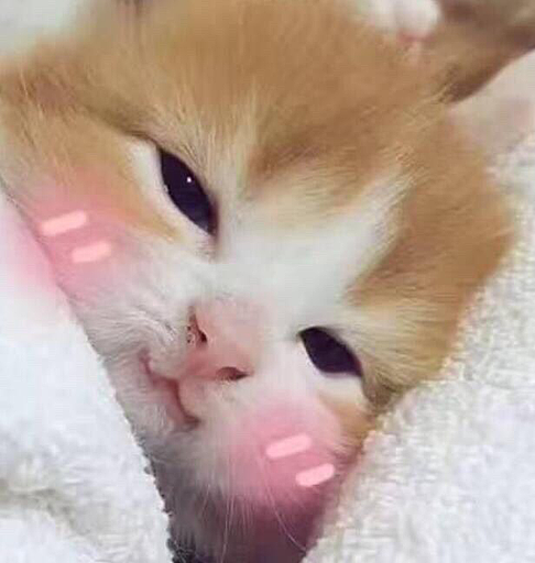 【宠物】妹子把小猫送养给小哥后,多次微信问他情况都没回复,直到一年半后收到这张图...网友:确定是同一只吗?!(组图) - 14