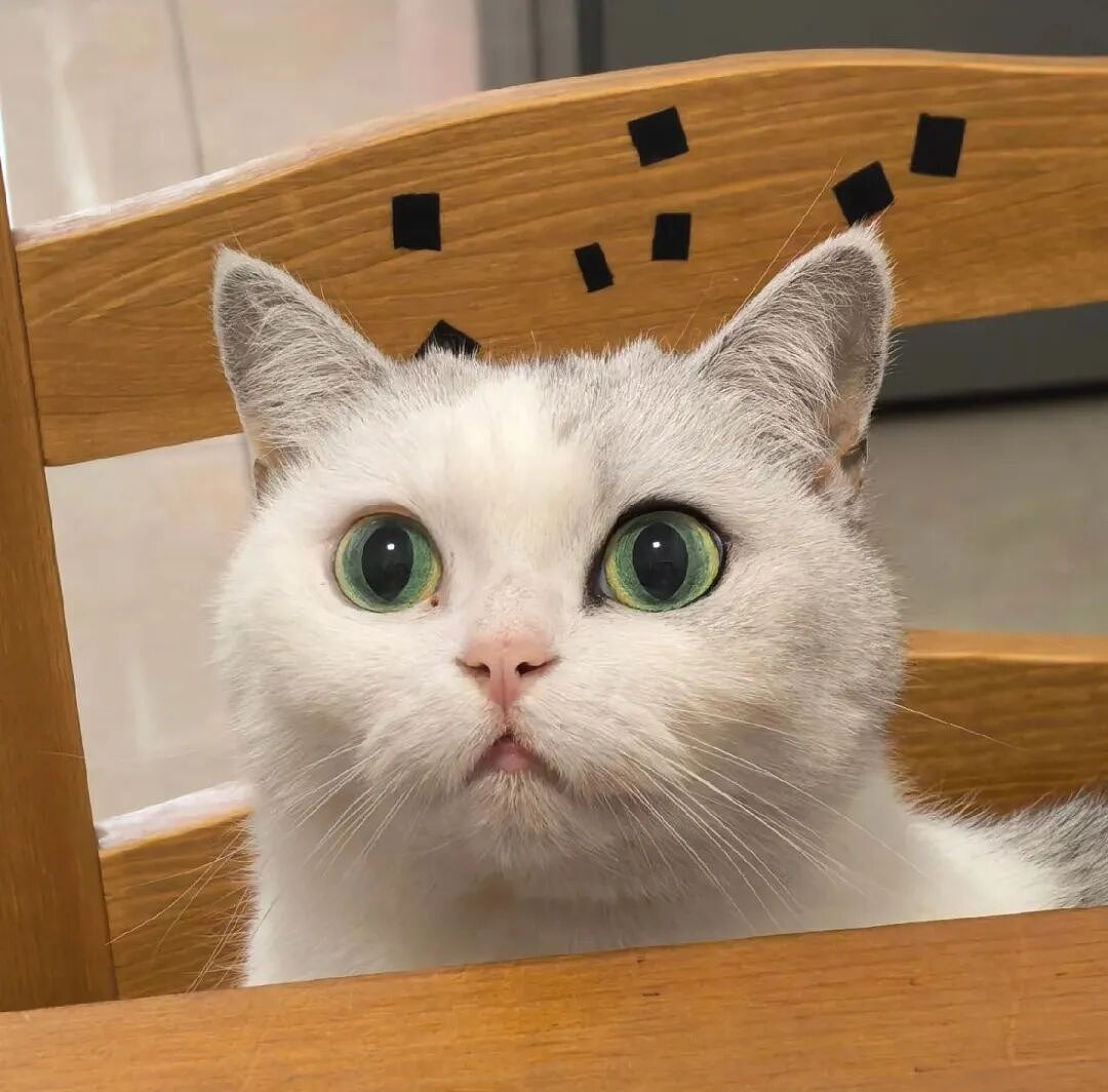 【宠物】妹子把小猫送养给小哥后,多次微信问他情况都没回复,直到一年半后收到这张图...网友:确定是同一只吗?!(组图) - 15