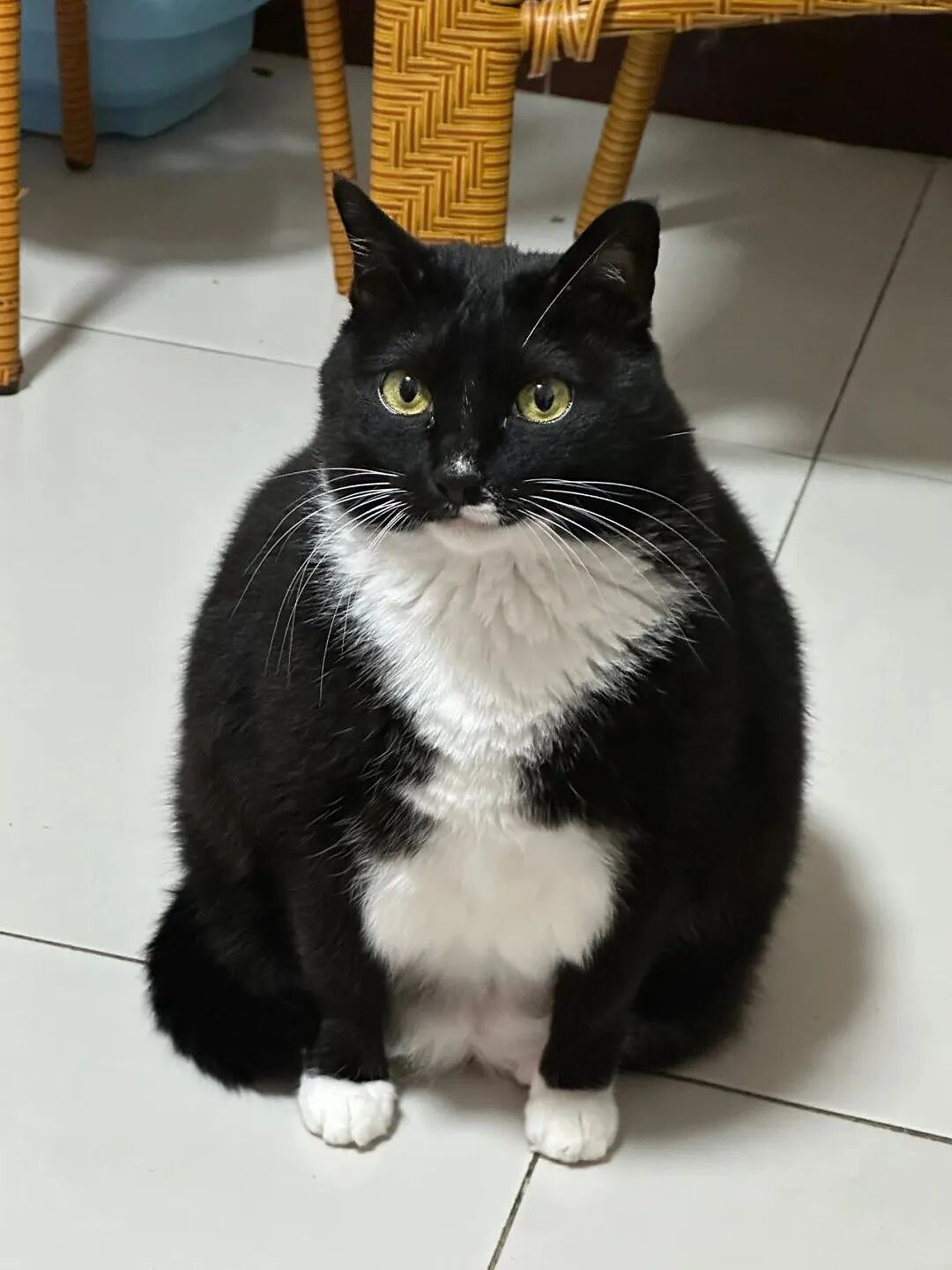 【宠物】妹子把小猫送养给小哥后,多次微信问他情况都没回复,直到一年半后收到这张图...网友:确定是同一只吗?!(组图) - 17