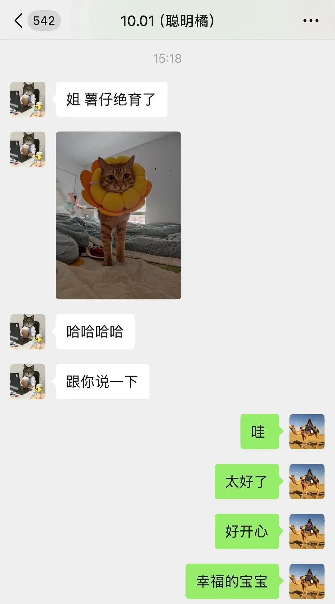 【宠物】妹子把小猫送养给小哥后,多次微信问他情况都没回复,直到一年半后收到这张图...网友:确定是同一只吗?!(组图) - 7
